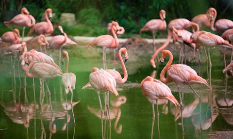 Lake Bogoria