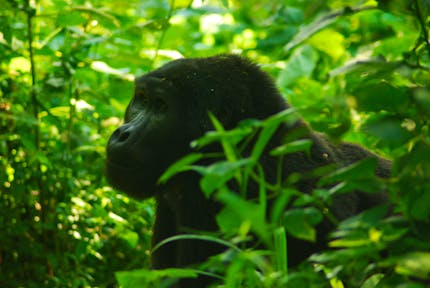 Gorillas in Bwindi Impenetrable National Park Uganda