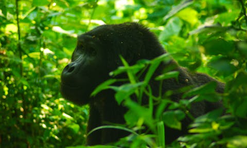 Gorillas in Bwindi Impenetrable National Park Uganda