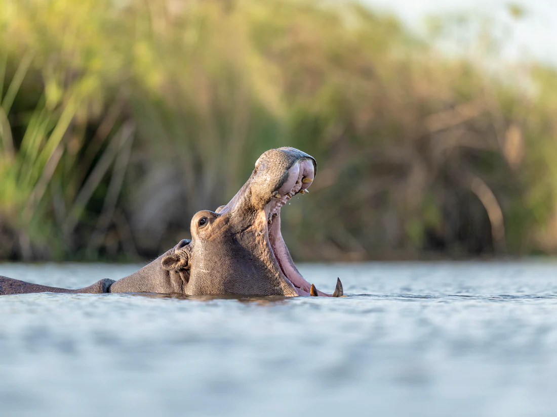 Waterways and floodplains of the Okavango Delta