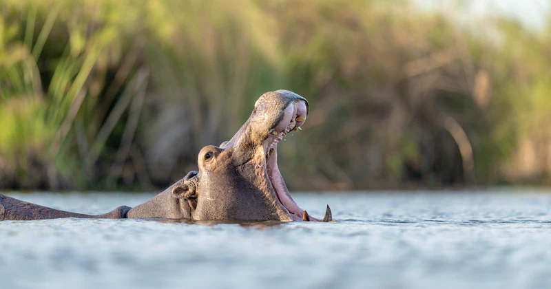 Safari beside the waterways of the Okavango Delta