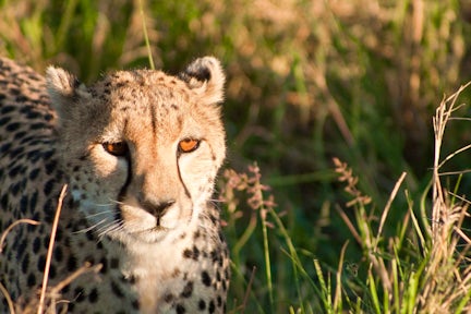 Cheetah: Spotted