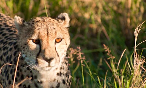 Ol Kinyei Conservancy