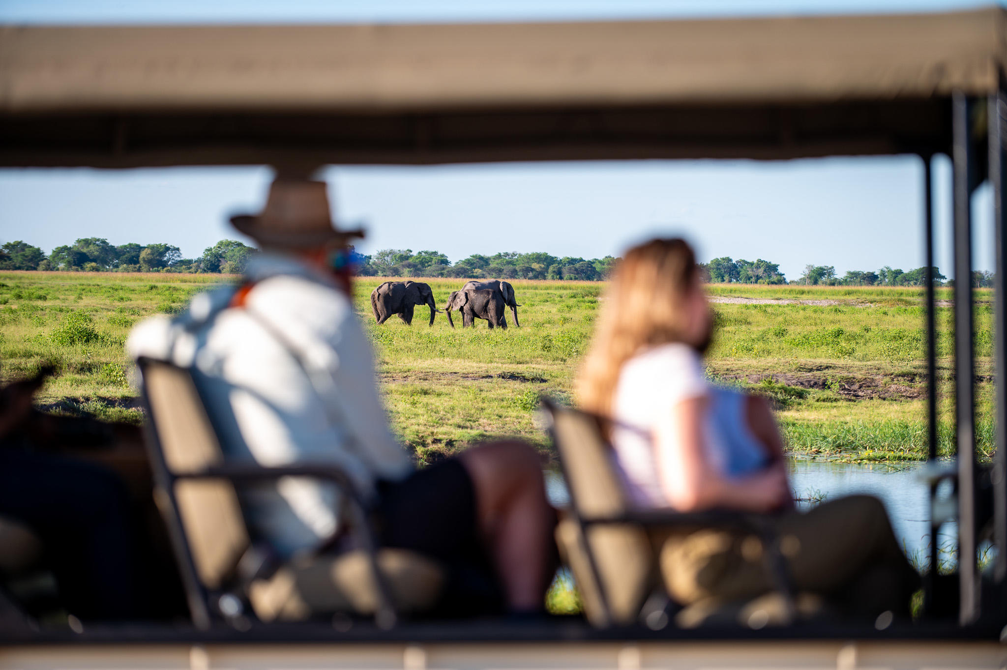 Elephants moving across the Chobe floodplain in Botswana