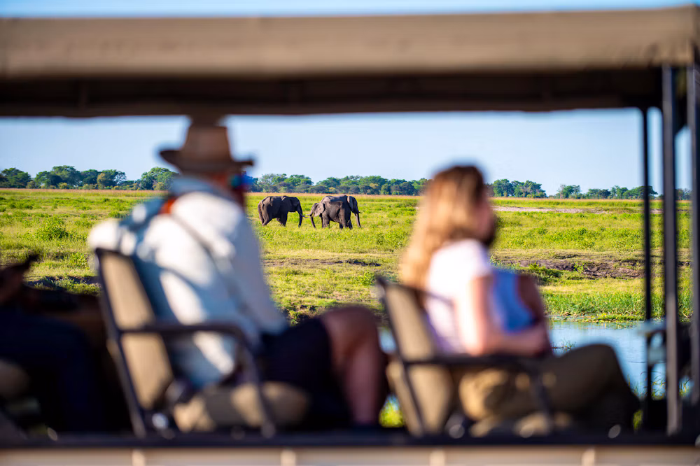 Guests watching elephants graze across the Chobe floodplain from a safari vehicle, Botswana