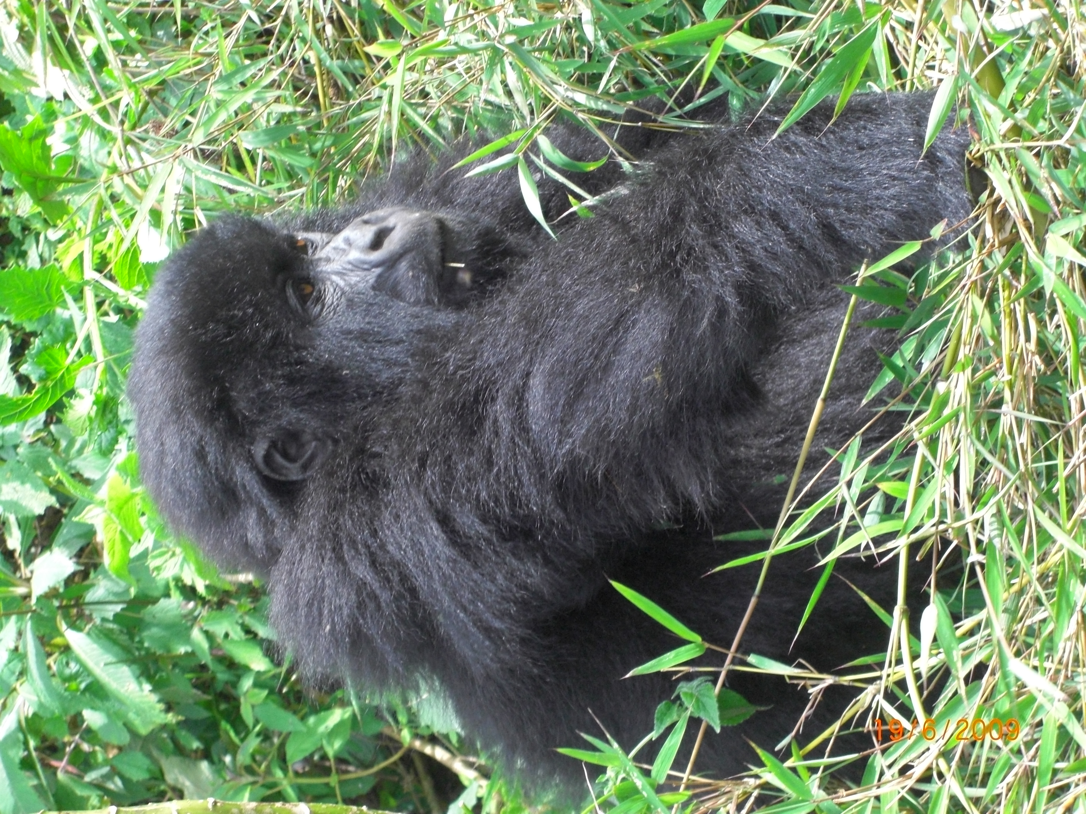 One&Only Gorilla's Nest