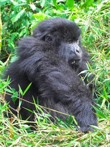 One&Only Gorilla's Nest