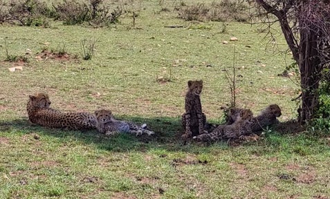Safari Sightings
