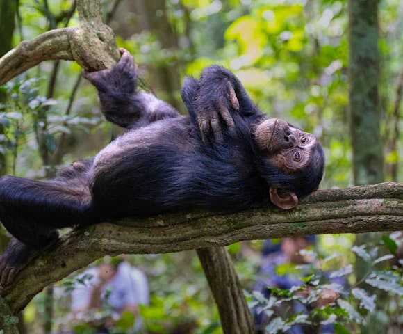 East African safaris, tailor-made to you.