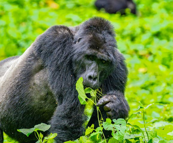 East African safaris, tailor-made to you.