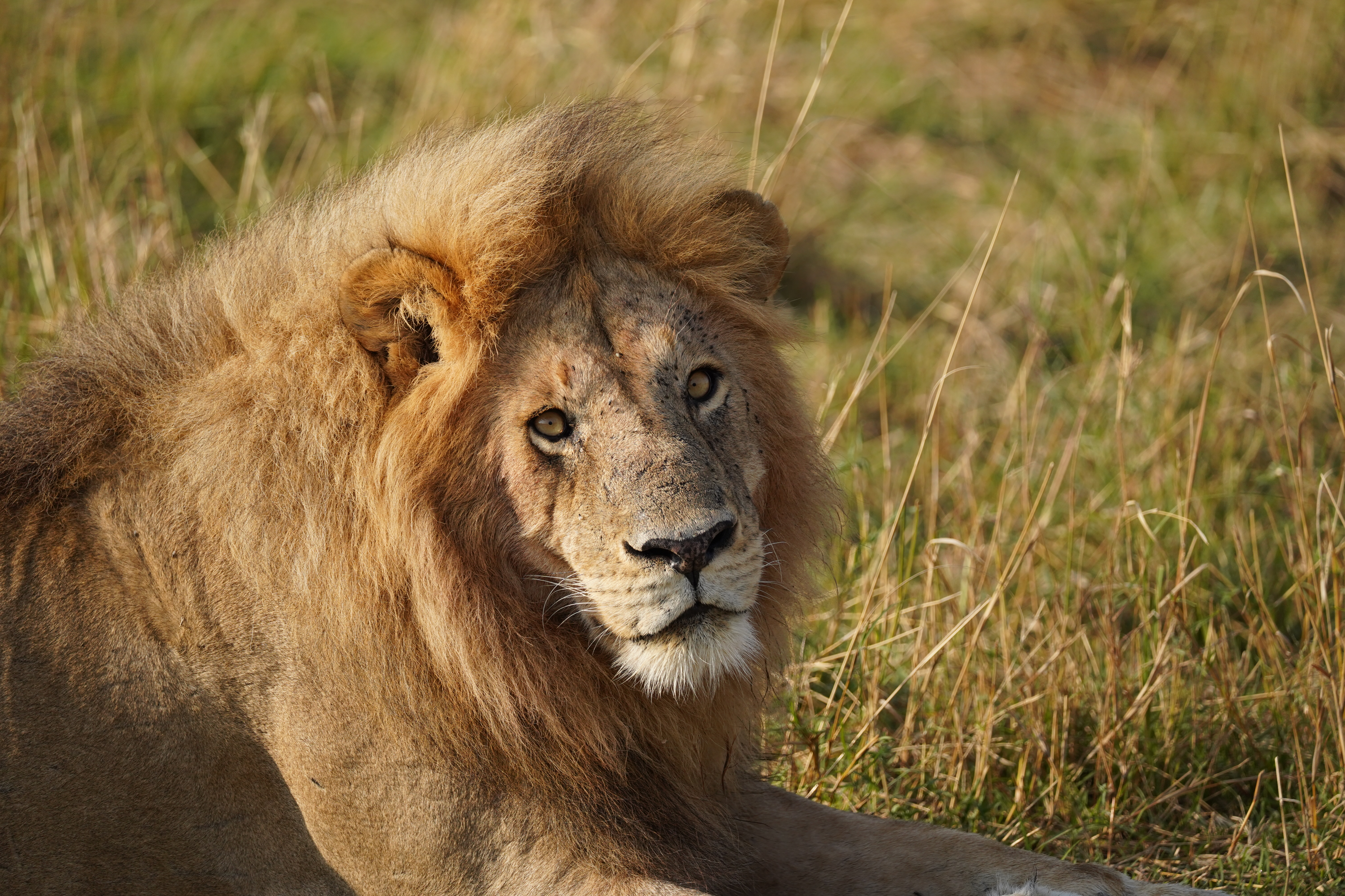 East African safaris, tailor-made to you.