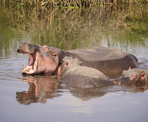 East African safaris, tailor-made to you.