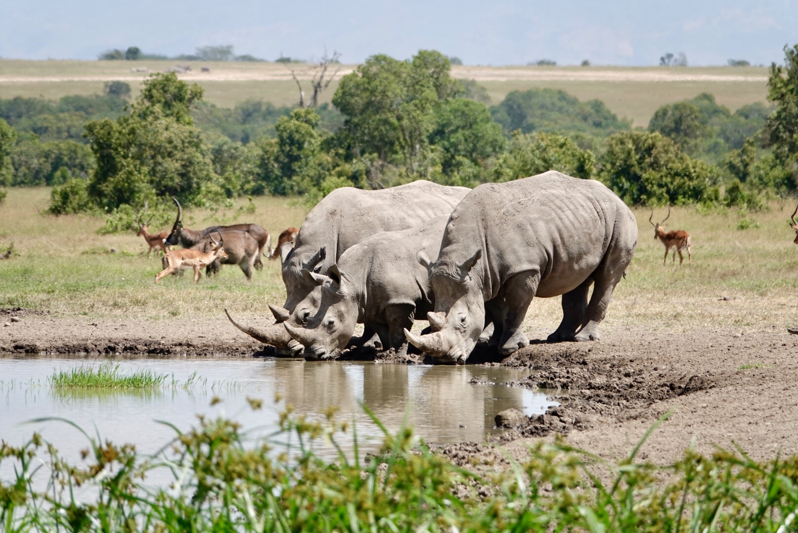 Kenya & Tanzania Safaris