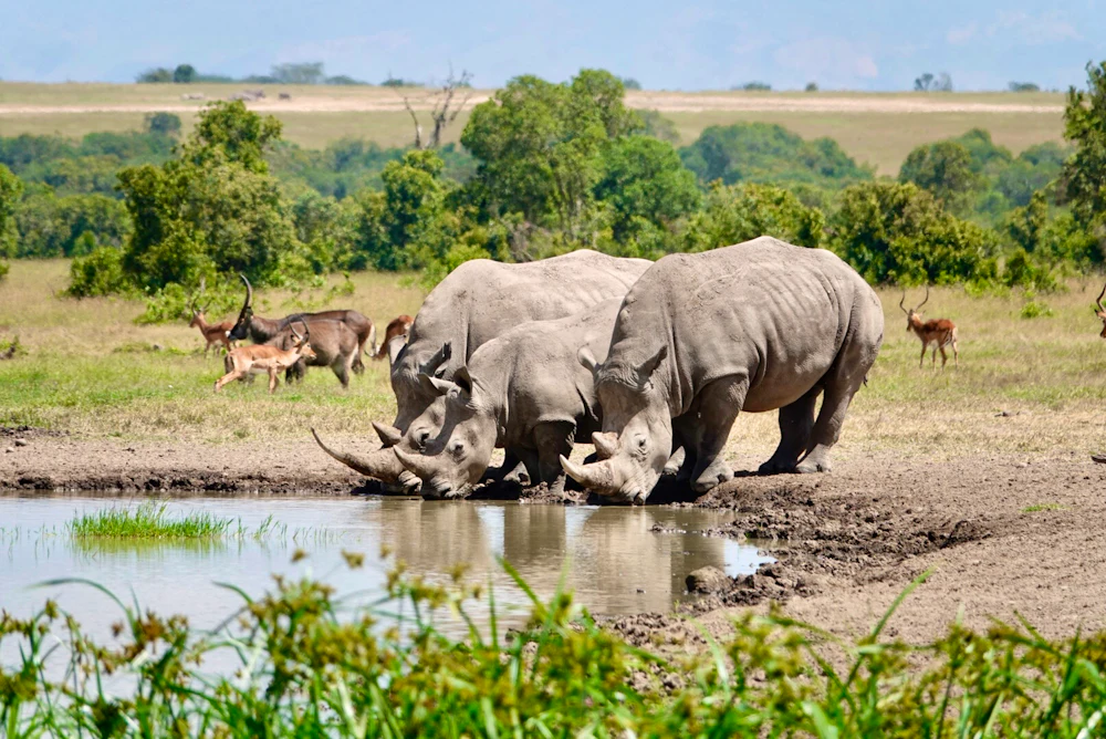 Three rhinoceroses drinking at a waterhole in Kenya