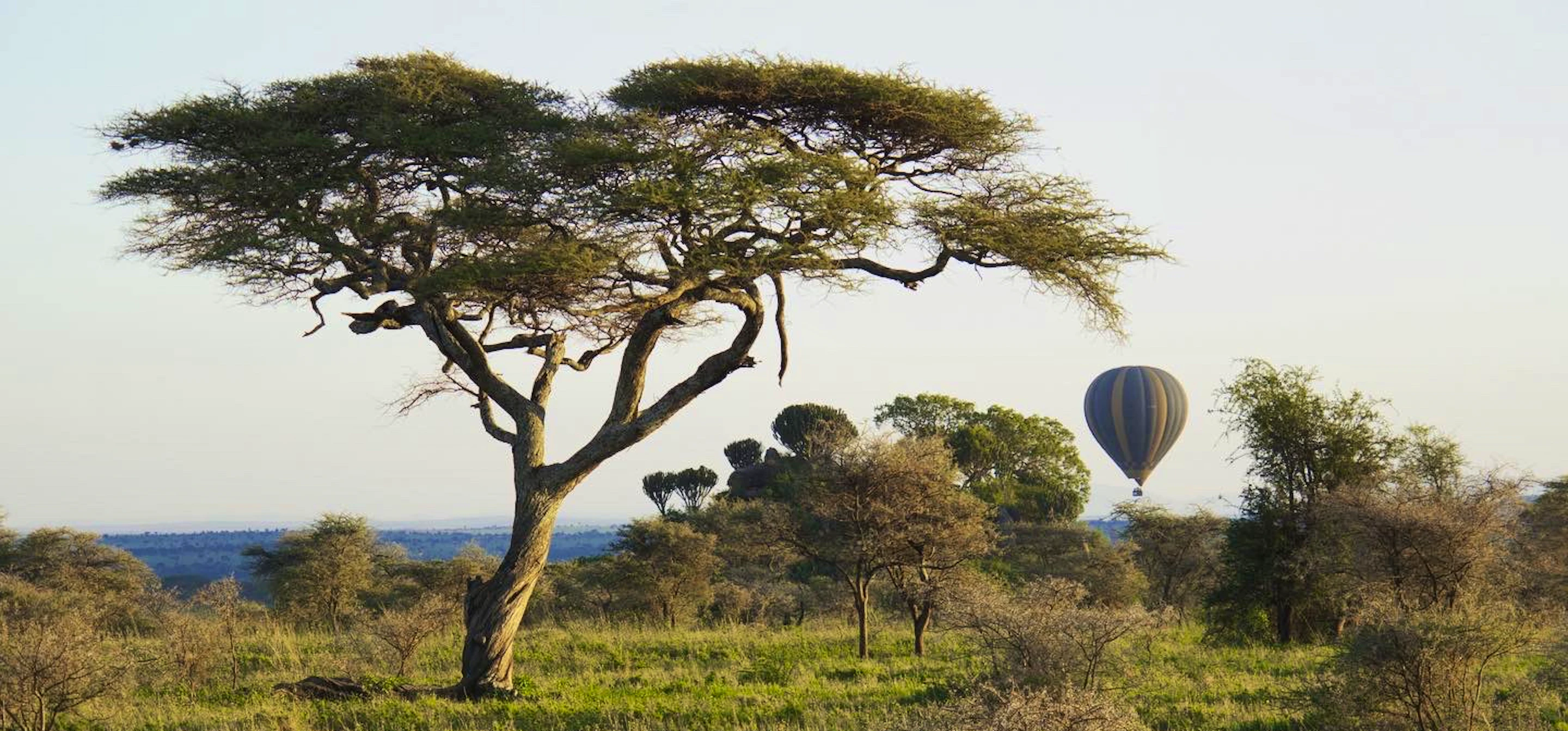 Hot air balloon drifting over the African savanna at first light