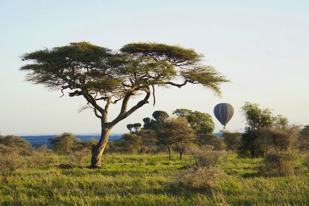 A hot-air balloon over the acacia-dotted Serengeti plains at sunrise, Tanzania