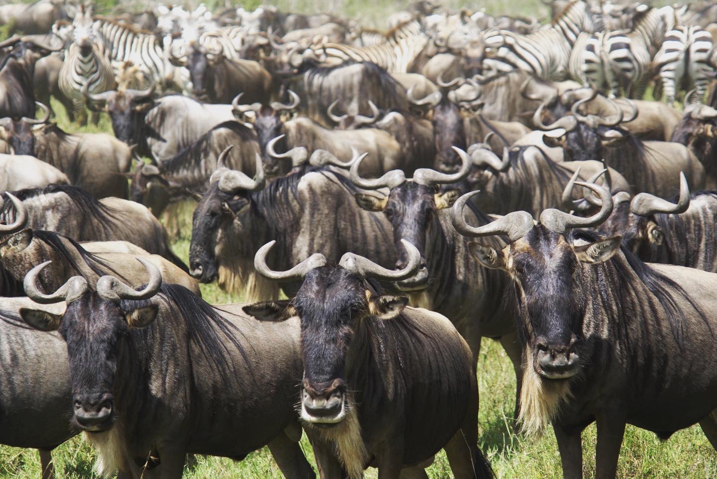 Kenya & Tanzania Safaris