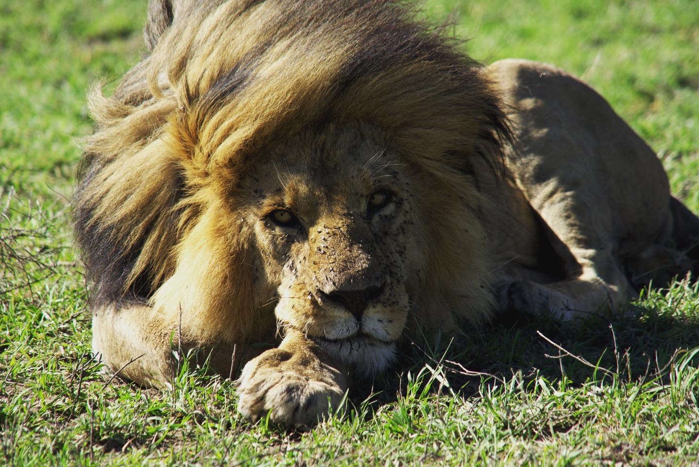 Kenya & Tanzania Safaris