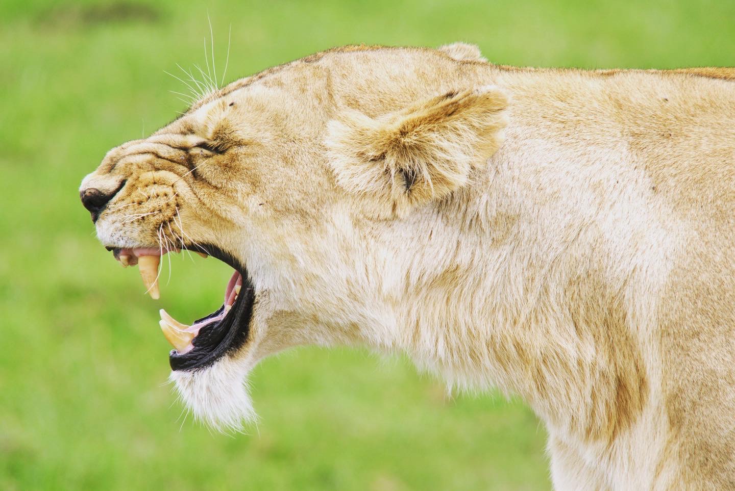 Kenya & Tanzania Safaris