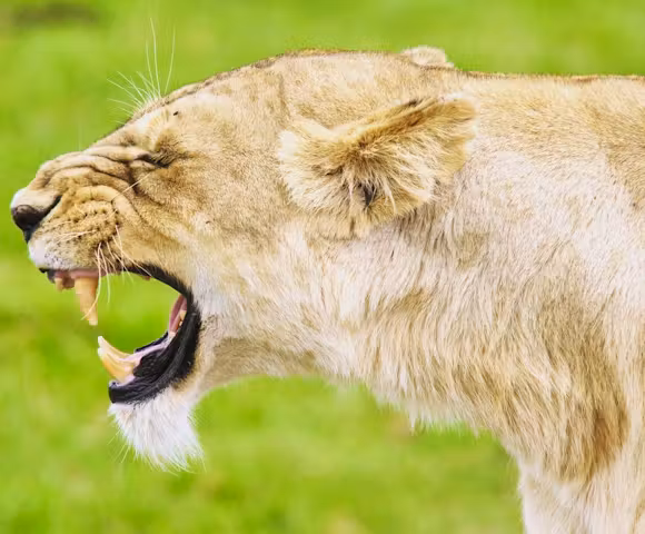 Discover East Africa