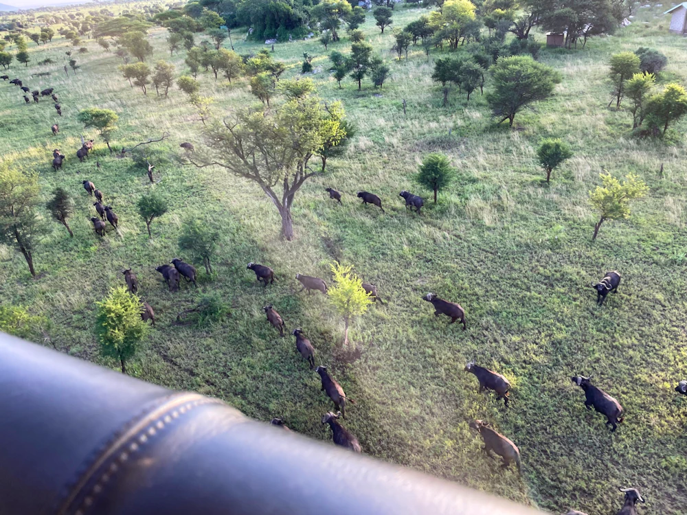 Large herd of African buffalo across open grassland