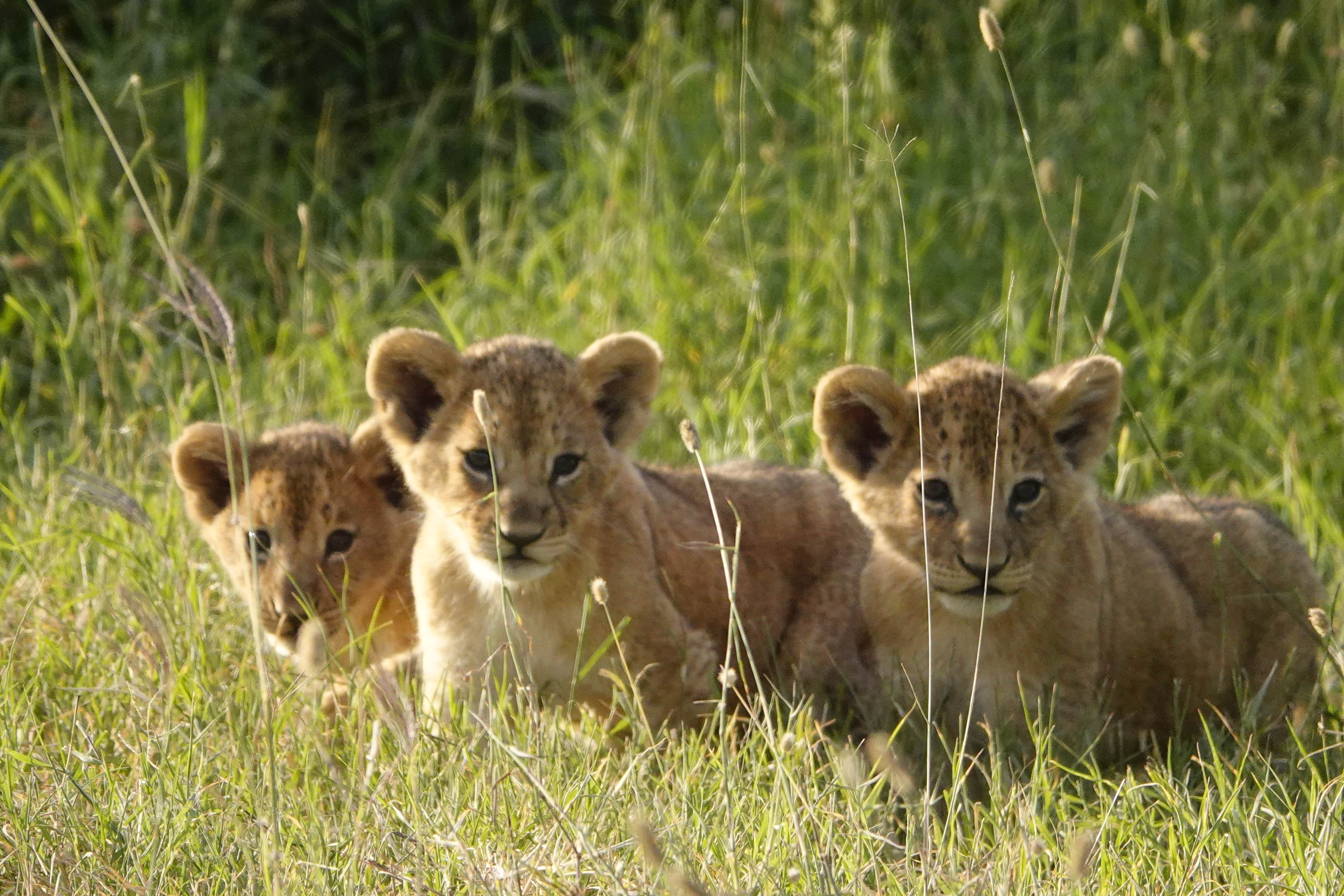 Best of East African Wildlife & Beaches