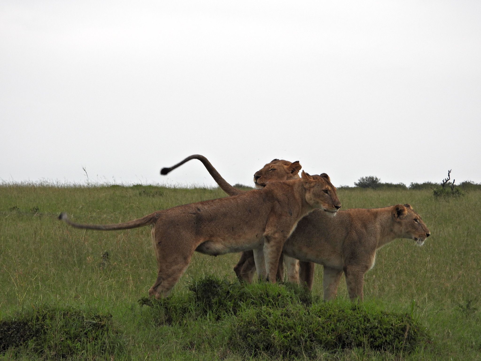 Kenya & Tanzania Safaris
