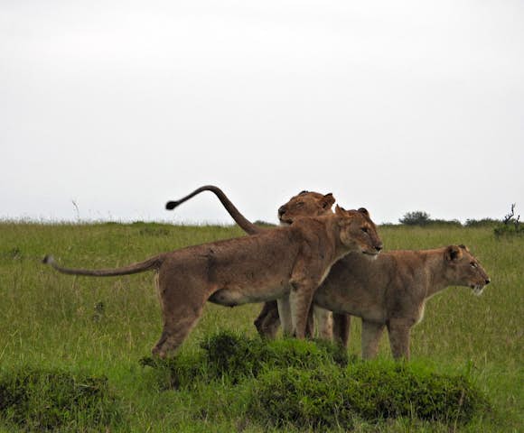 Discover East Africa