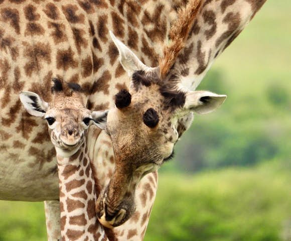 Discover East Africa
