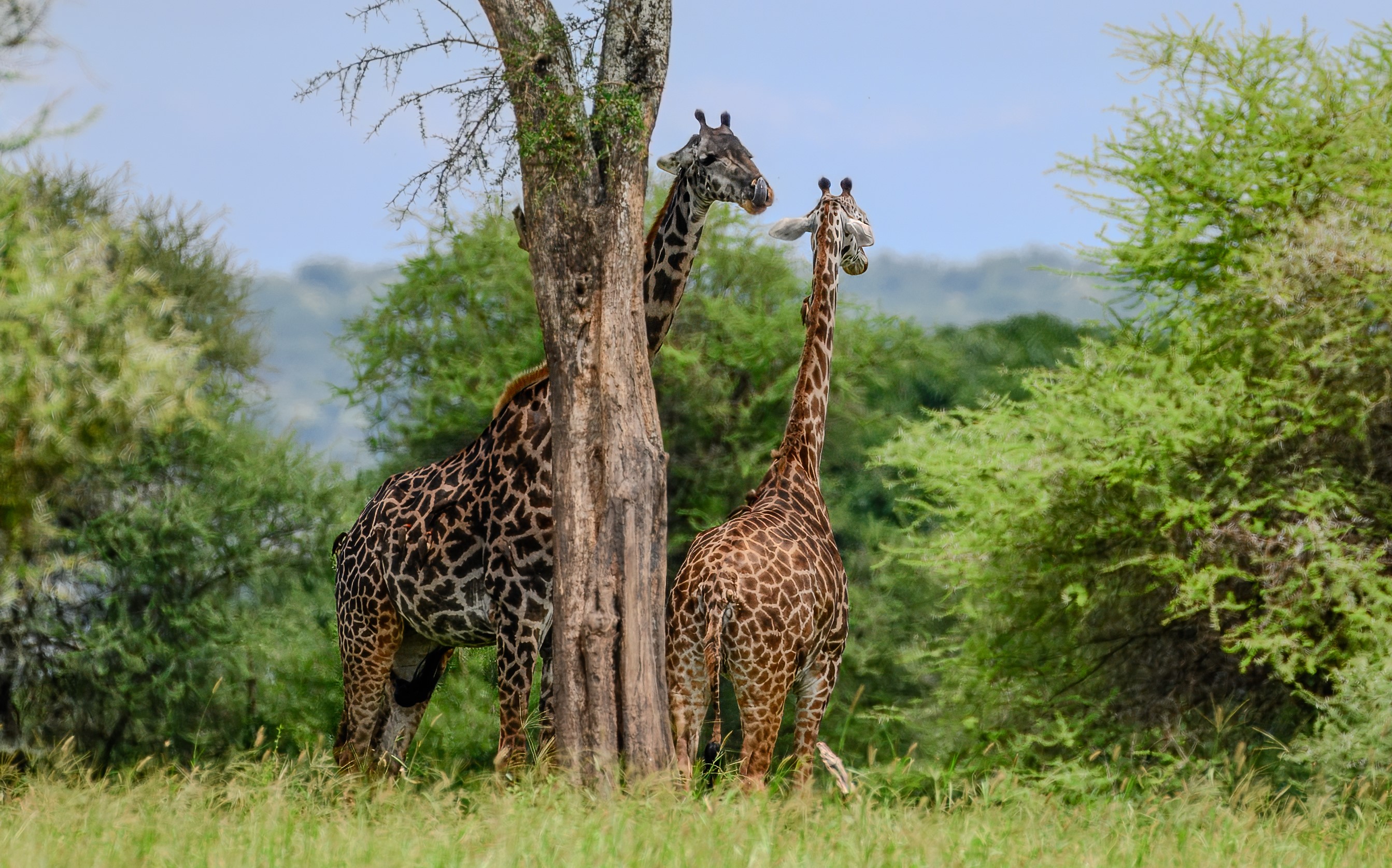 Kenya & Tanzania Safaris