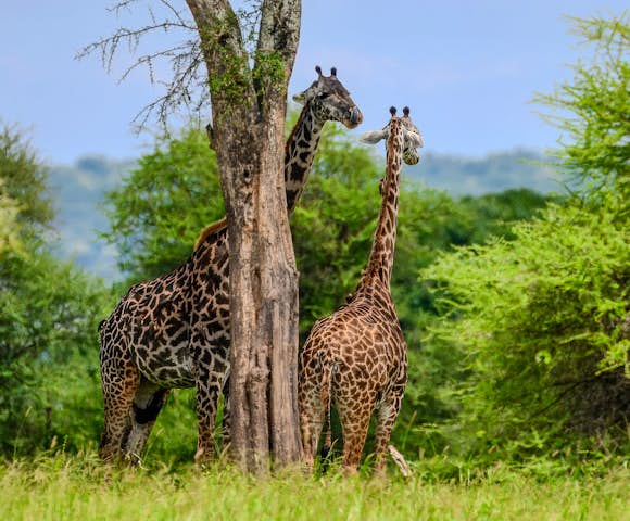Discover East Africa