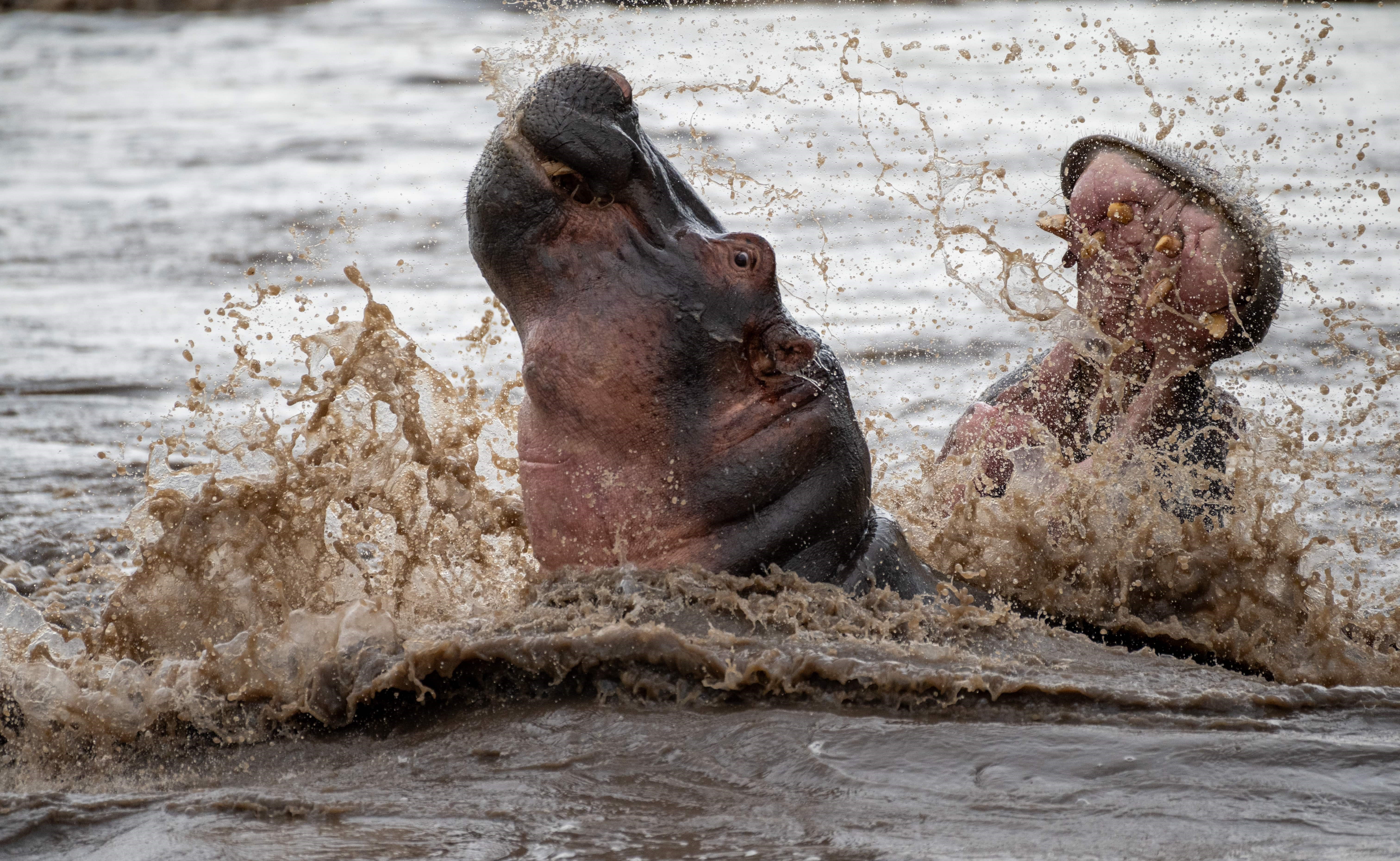 Kenya & Tanzania Safaris