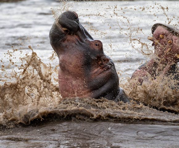 Discover East Africa