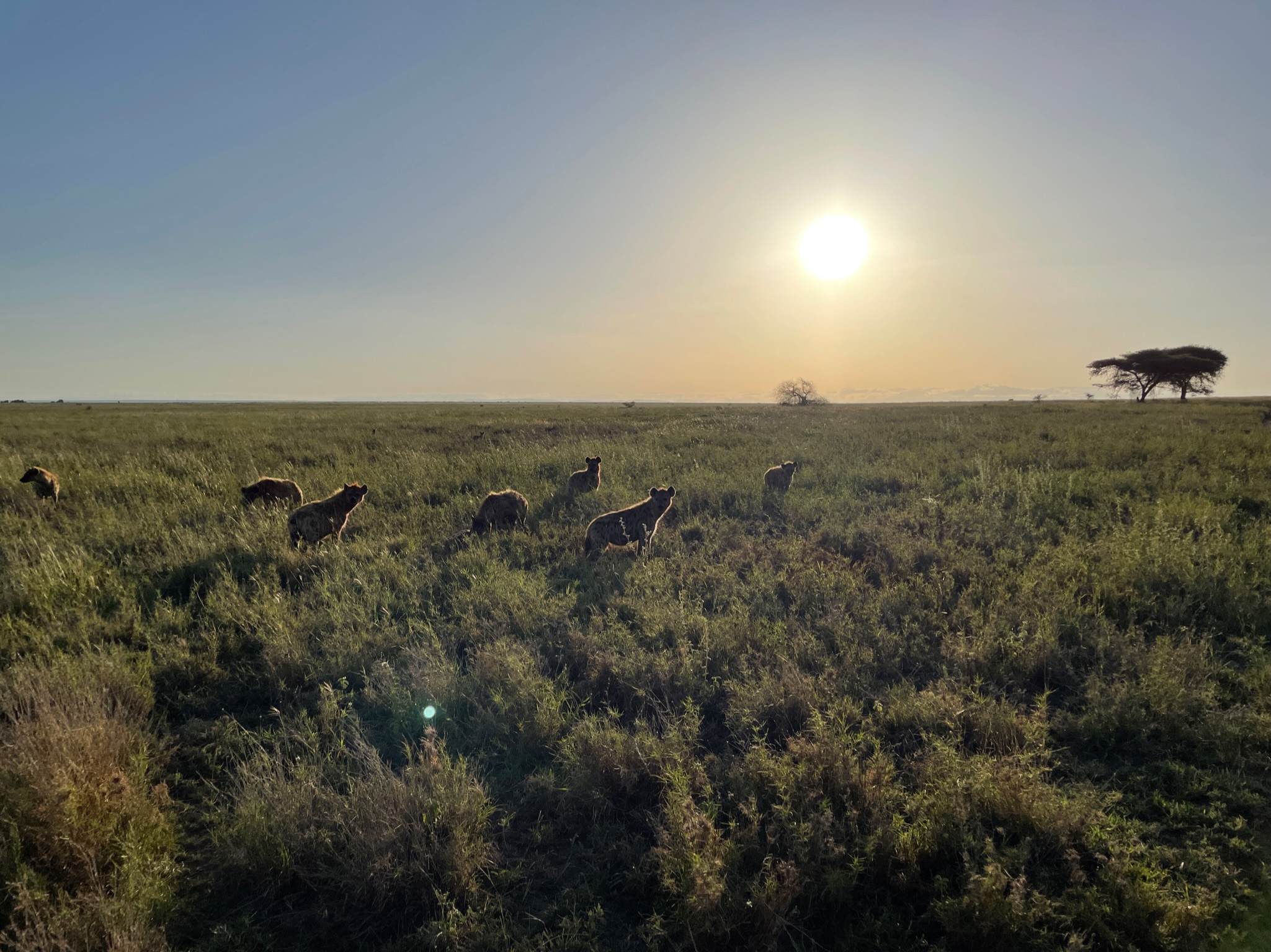 Kenya & Tanzania Safaris