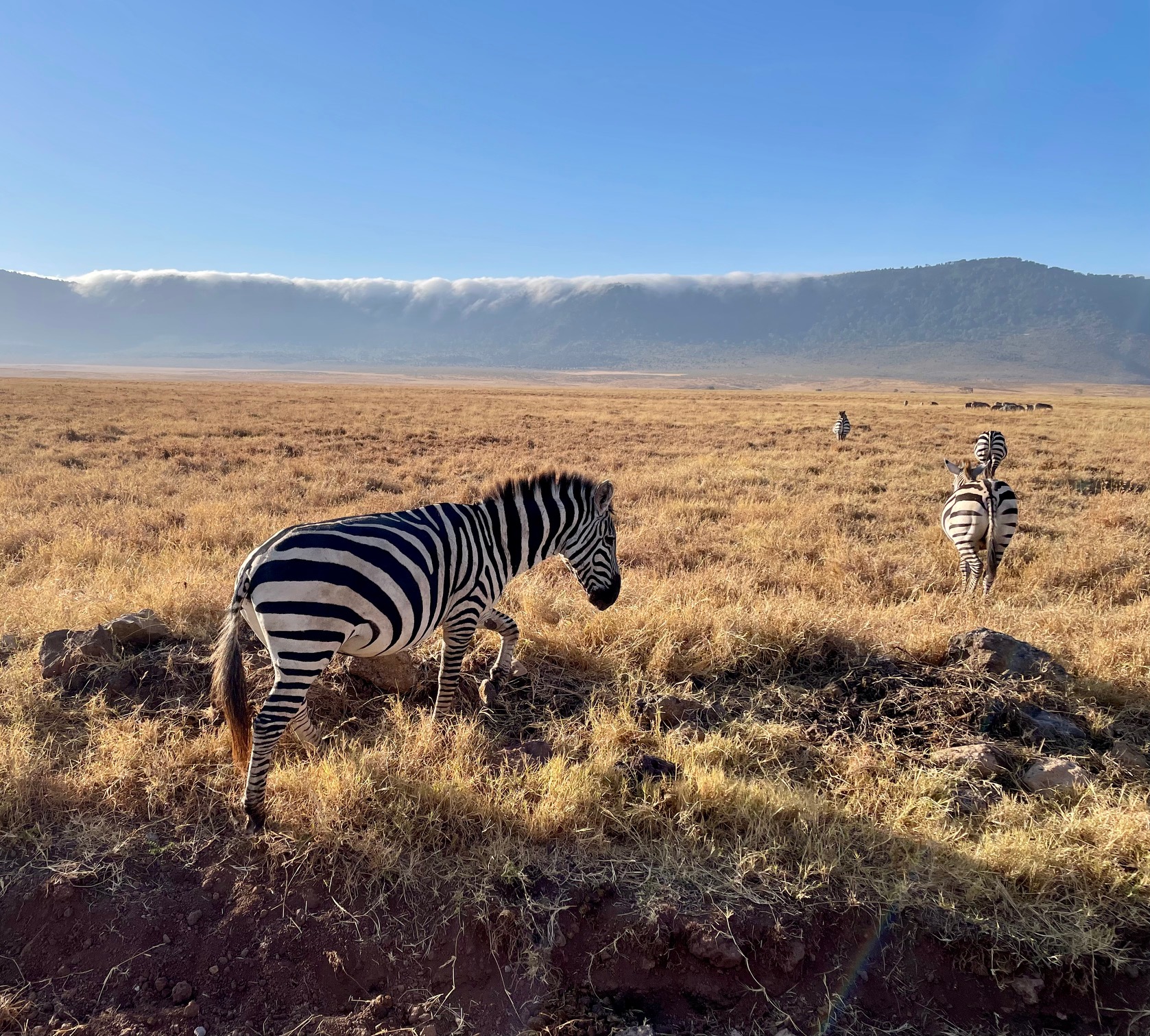 Kenya & Tanzania Safaris