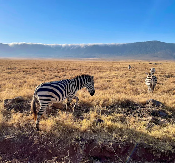 Zebras beneath the highlands of northern Tanzania