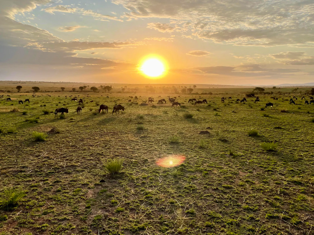 Wildebeest grazing across the green Serengeti plains at sunset, Tanzania