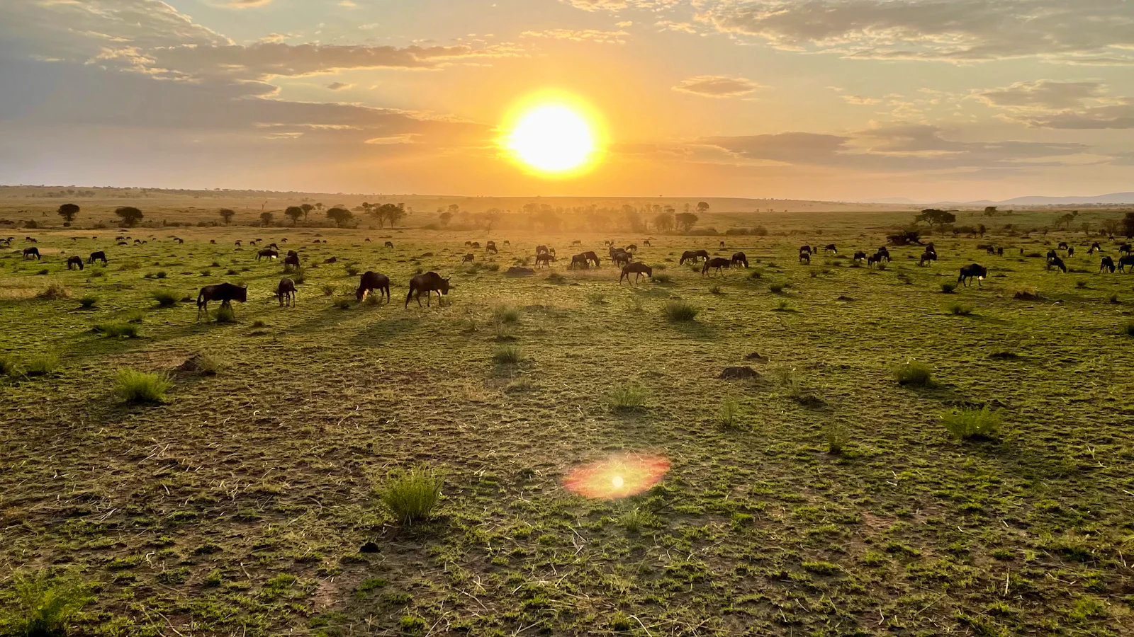 Open plains and wildlife in the Serengeti, Tanzania