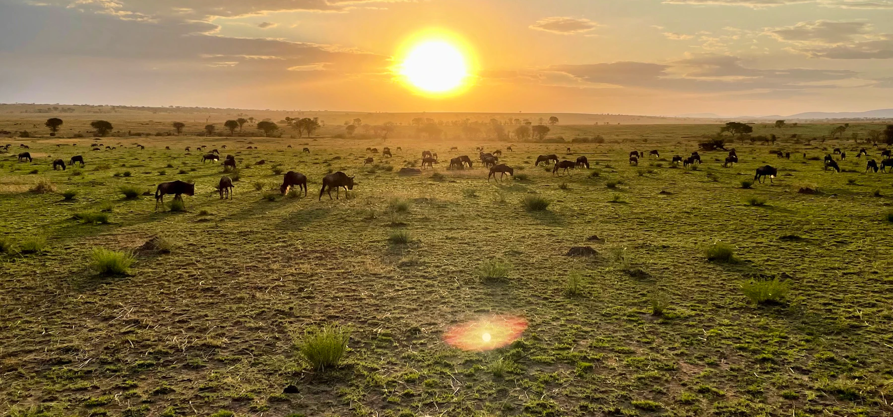 Wildlife across the Maasai Mara plains in Kenya