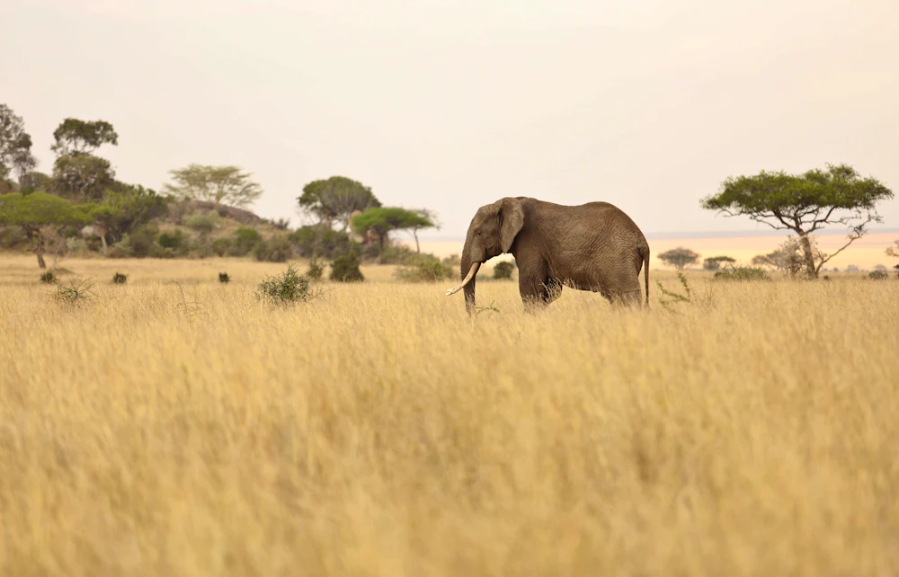 African elephant walking across Serengeti grassland