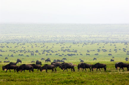 The Great Migration