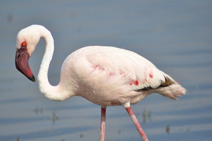 Wildlife in Kenya