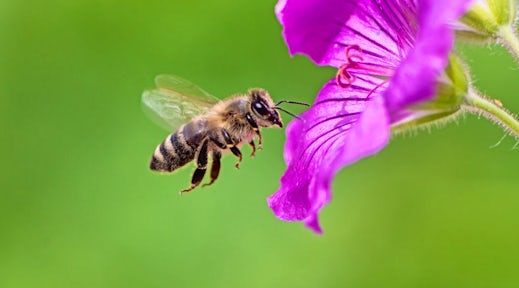 The Bees Knees