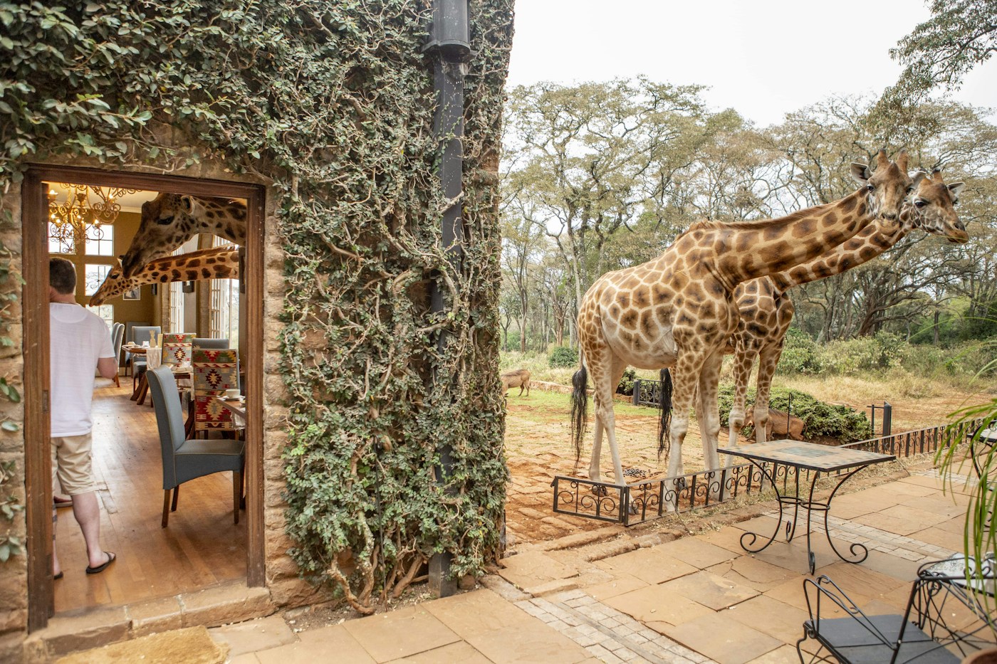 Resident giraffe beside the ivy-covered manor terrace at Giraffe Manor