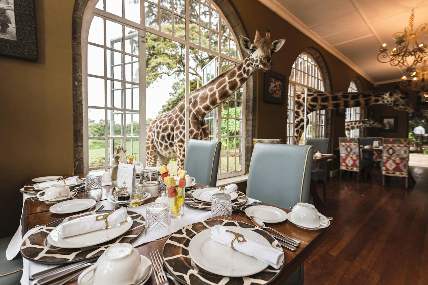 Resident giraffe beside a table in the breakfast room at Giraffe Manor