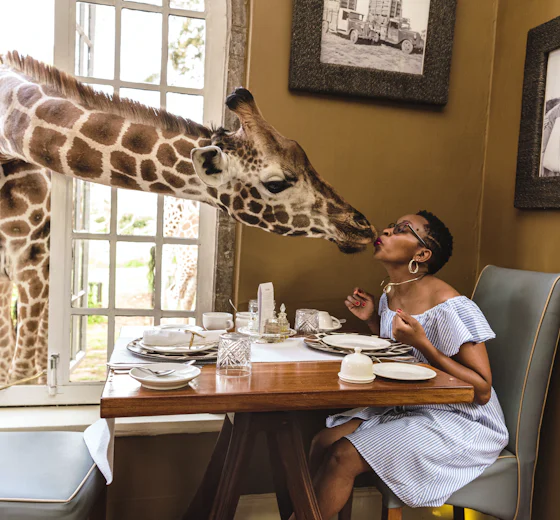 A giraffe in Nairobi, Kenya