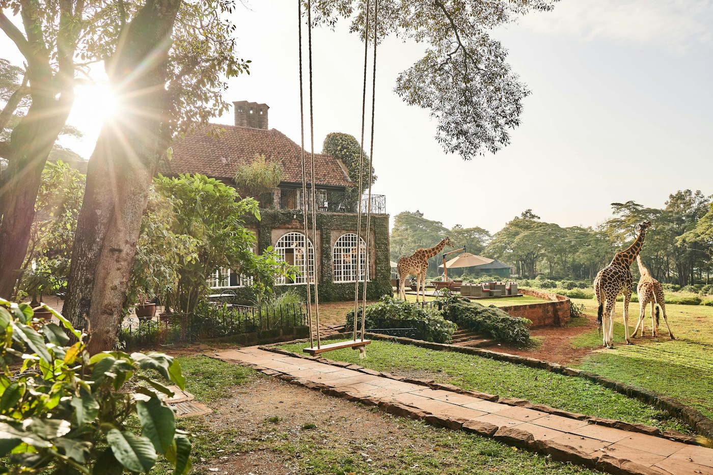 Manor gardens with resident giraffes in morning light at Giraffe Manor