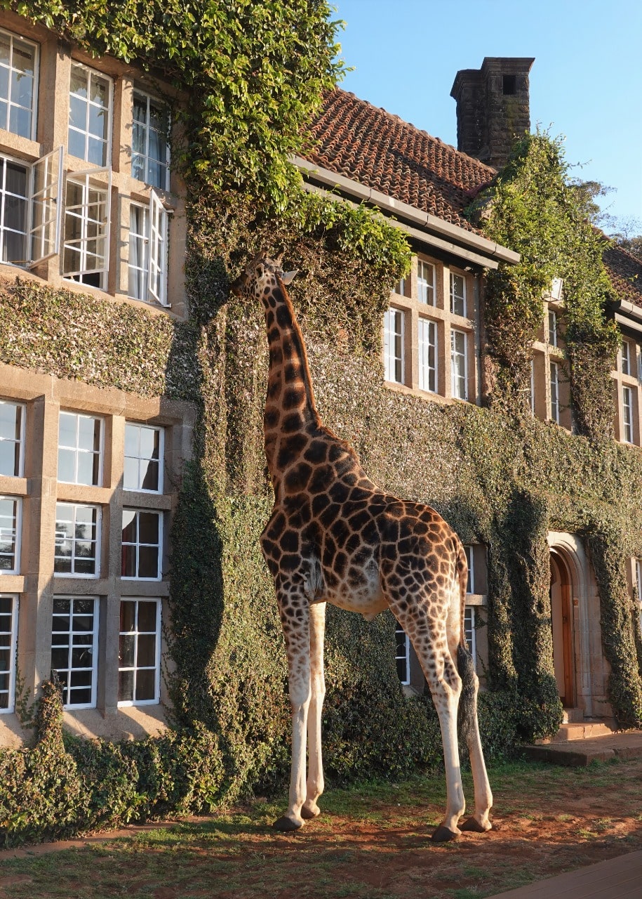 Giraffe Manor