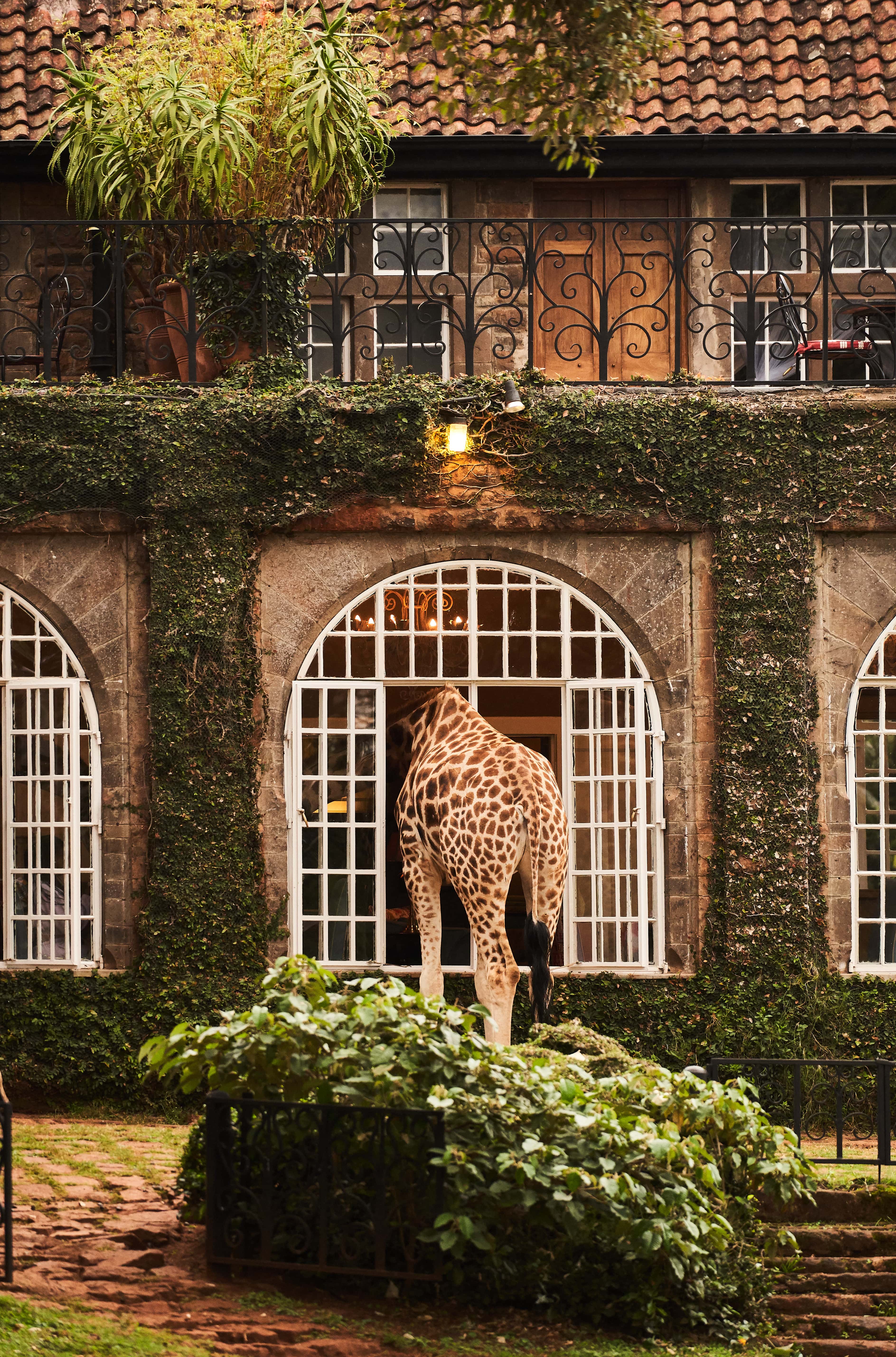 Giraffe Manor
