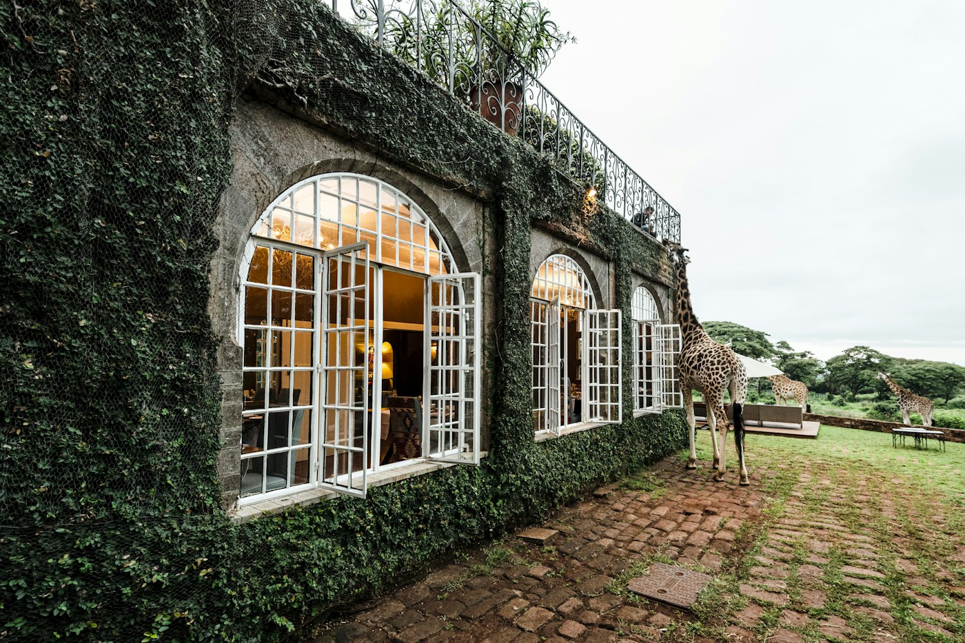 Ivy-covered breakfast-room exterior at Giraffe Manor